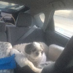 Meet your Posher, Tenzin